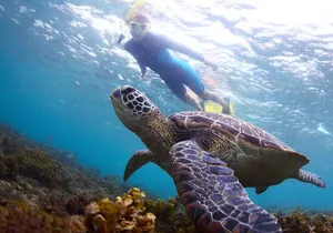 Snorkel with Turtles