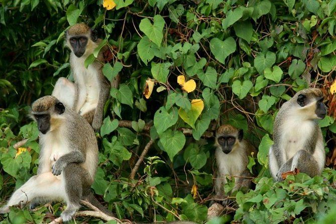 St Kitts Rainforest Tour