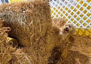 Hide & Seek Skills for Dogs at the Hay filled New York City Barn
