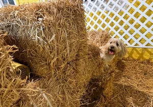 Hide & Seek Skills for Dogs at the Hay filled New York City Barn