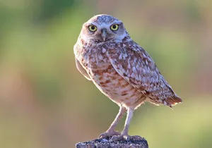 Great Salt Lake Birding and Nature Adventure