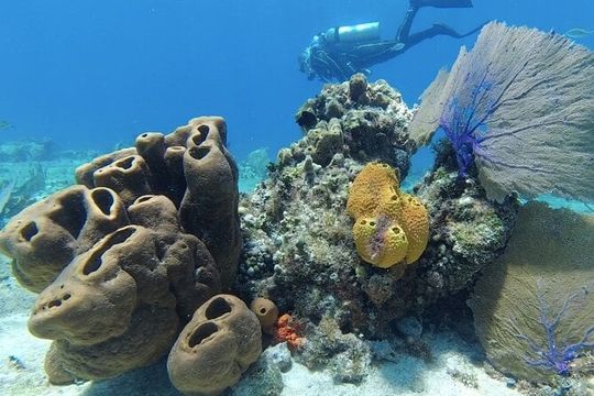 Fun Dive Machine in Playa del Carmen or Cozumel-For Certificates