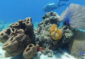 Fun Dive Machine in Playa del Carmen or Cozumel-For Certificates