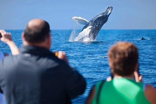 Los Cabos Whale Watching Adventure with Snacks and Drinks
