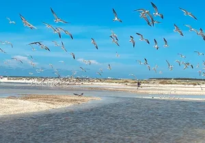 Marco Island and 10,000 Islands Sightseeing with Dolphin Tour