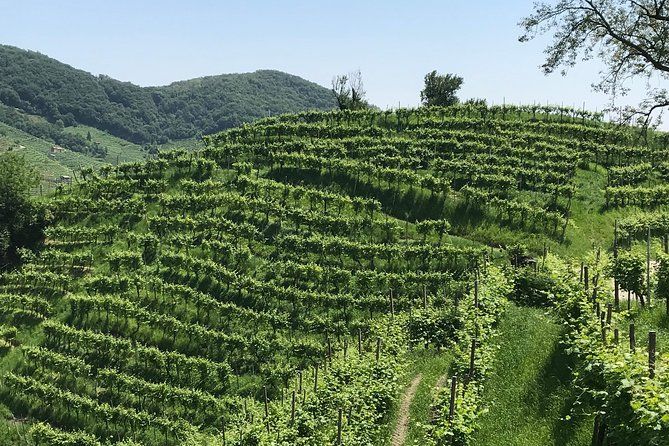 Private Prosecco Hills Tour with Local Driver