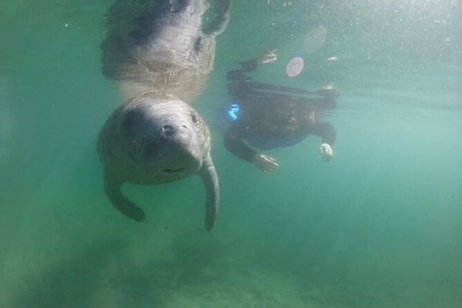 Private Manatee Snorkel Tour with FREE Photo Package