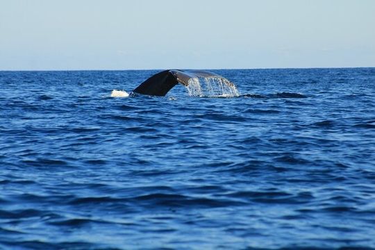 Private Whale Watching in San Jose Del Cabo snack,drinks,Warranty