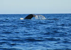 Private Whale Watching in San Jose Del Cabo snack,drinks,Warranty