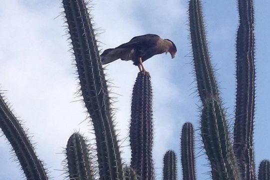 Rapids EN Bacalar Tour from Cancun and Riviera Maya