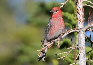 Uinta Mountains Birding and Nature Expedition