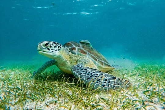 Swim with Wild Sea Turtles in Akumal Bay: Small-Group Snorkel