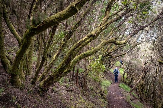 Hidden Tenerife - Anaga Reserve on Foot