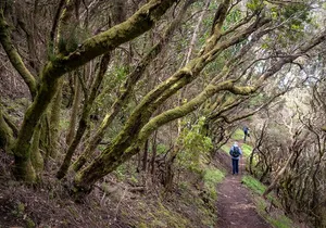 Hidden Tenerife - Anaga Reserve on Foot