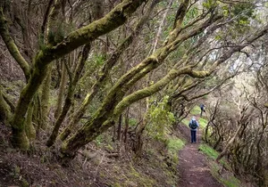 Hidden Tenerife - Anaga Reserve on Foot