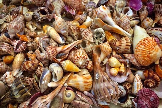10K Islands Private Shelling Tour