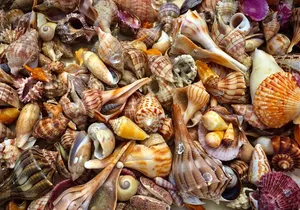 10K Islands Private Shelling Tour