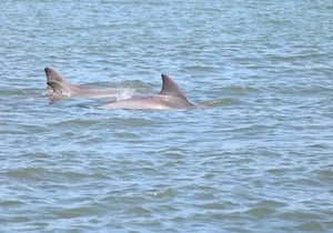 Dolphin and Wildlife History Tour