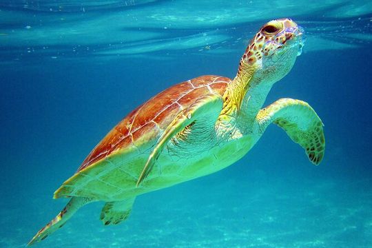 Cancun: Sea turtles and Cenote Tour With Pick Up from your Hotel