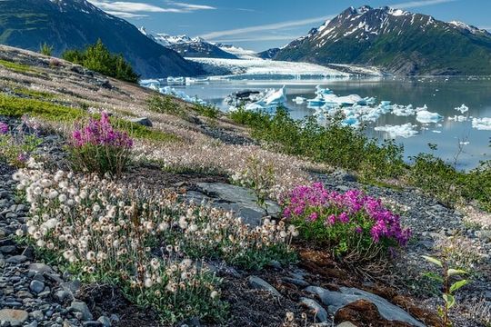 Bear Glacier Helicopter Tour with Landing
