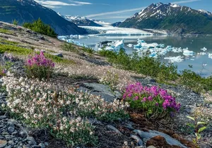 Bear Glacier Helicopter Tour with Landing