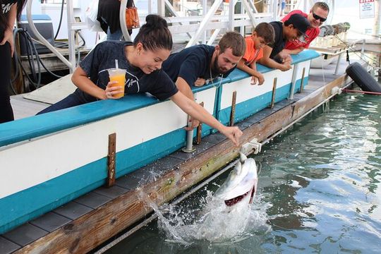 Giant Tarpon Fish Feeding Experience in Bayside Marketplace