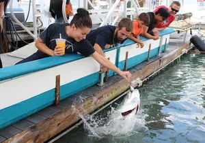 Giant Tarpon Fish Feeding Experience in Bayside Marketplace