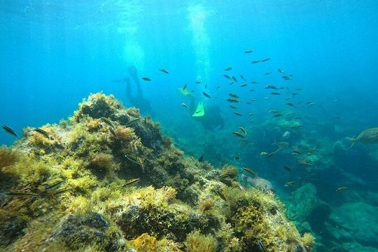 Scuba Diving in Turtle and Ray Area