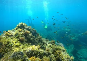 Scuba Diving in Turtle and Ray Area