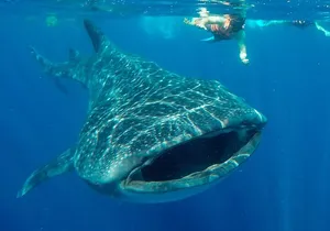 Small Group Whale Shark Encounter - 10 years in business
