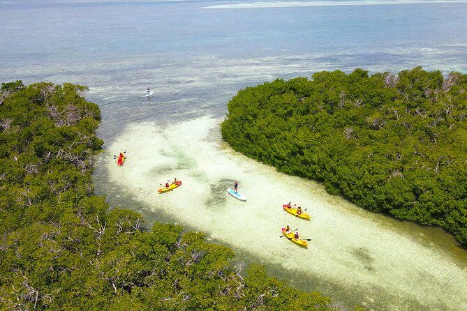 Key West Hidden Sanctuary Mangrove Kayak Tour With Drinks