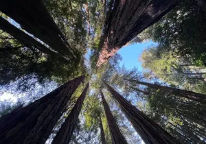 San Francisco Bay Cruise, Muir Woods and Sausalito Combo Tour