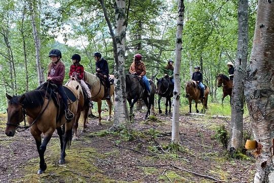 One and Half Hour Trail Ride at The Base of Chugach Mountains