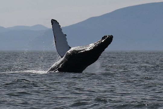 Ketchikan Ultimate Whale Watching, Wildlife, & Wilderness Dining