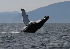 Ketchikan Ultimate Whale Watching, Wildlife, & Wilderness Dining