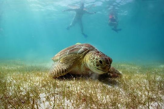 Tour Tulum, Cenote and Swim with Turtles in Akumal