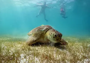 Tour Tulum, Cenote and Swim with Turtles in Akumal