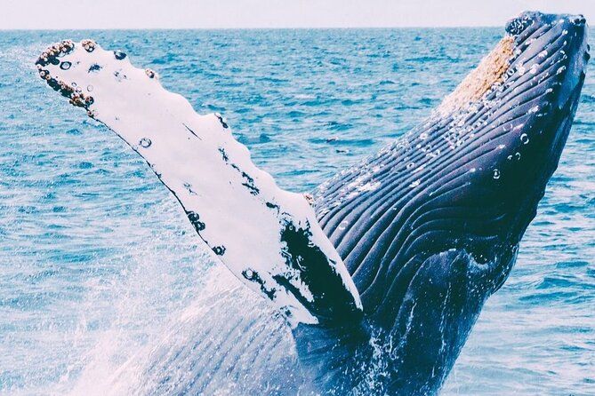 Whale Watching with Drinks on Coral Princess in Bermuda