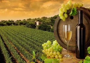 8hr-Private Wine Tour from SF & 1/2 Case of Californian wine.