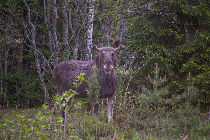 From Helsinki: Moose & Wildlife Safari with Campfire Dinner