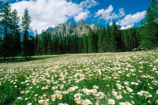 BANFF Medicinal and Edible Plants Nature Walk - 2 Hours