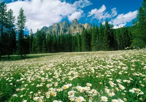 BANFF Medicinal and Edible Plants Nature Walk - 2 Hours