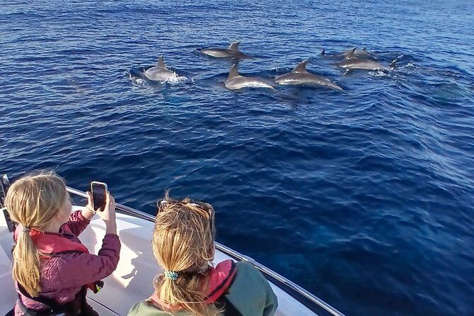 FARO - Fantastic Dolphin Observation Adventure