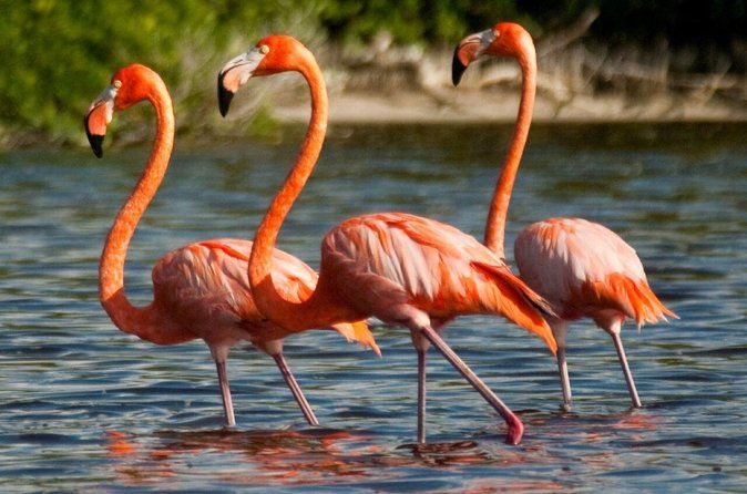 Celestún Biosphere Tour: Flamingos & Beach Day from Mérida