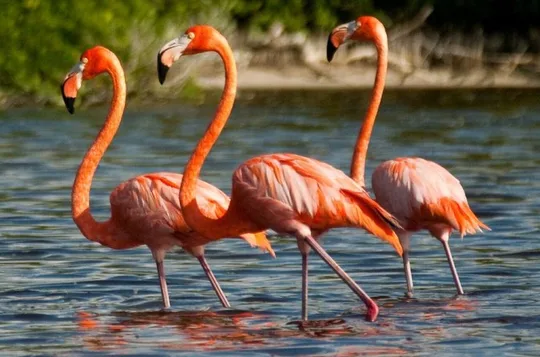 Celestún Biosphere Tour: Flamingos & Beach Day from Mérida