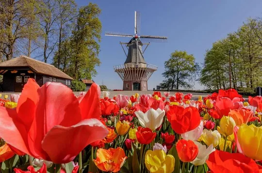 Private Tour: Amsterdam-Stadtrundfahrt ab Brüssel, ganztägig
