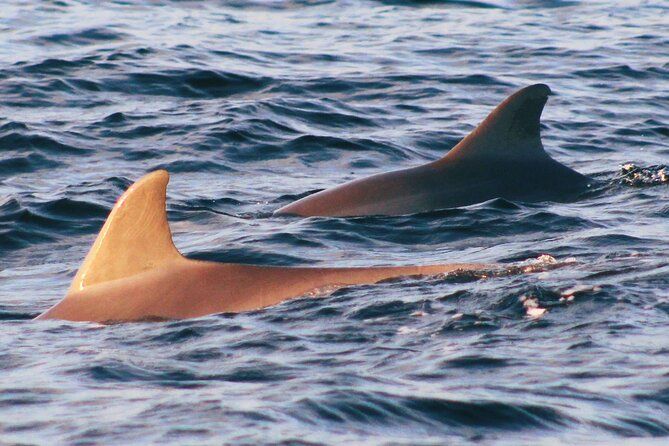 St. Andrews Private Eco Snorkel Tour