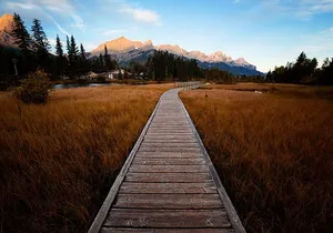 Canmore Medicinal and Edible Plants Nature Walk - 2 Hours