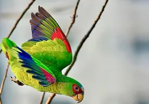 Early Birdwatching Eco City Tour Exper. + 2 Locations & Breakfast