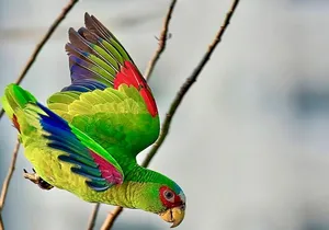 Early Birdwatching Eco City Tour Exper. + 2 Locations & Breakfast